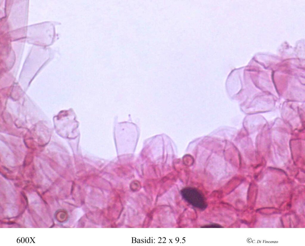 Coprinopsis lagopus (Fr.) Redhead, Vilgalys & Moncalvo 2001