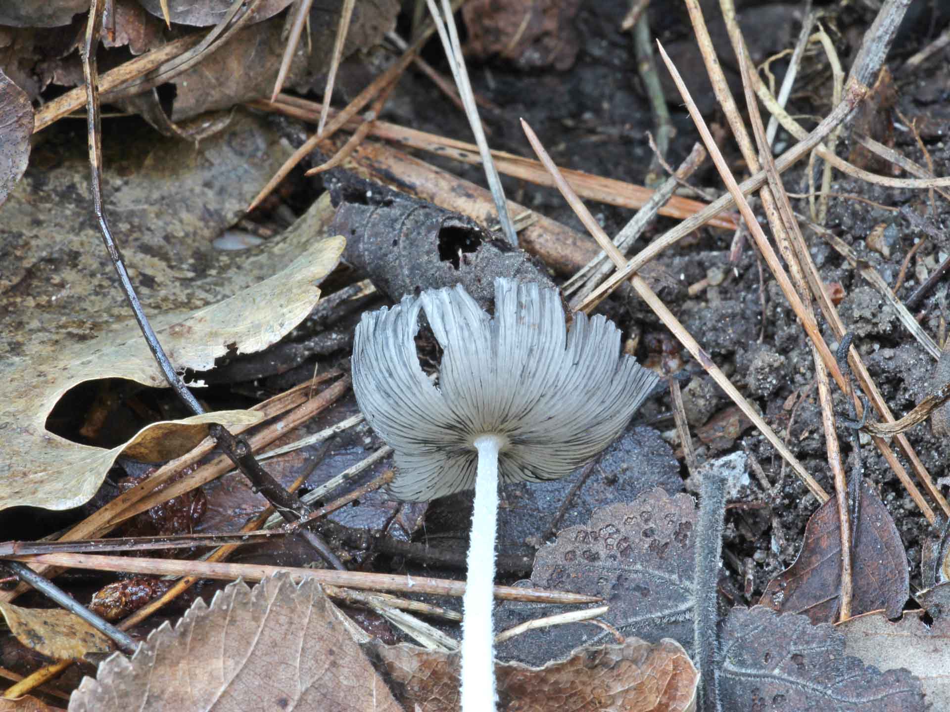 Coprinopsis lagopus (Fr.) Redhead, Vilgalys & Moncalvo 2001