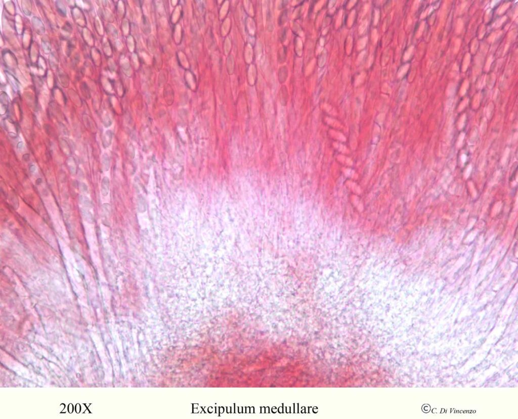 Geopyxis majalis (Fr.) Sacc. 1889 Excipulum medullare