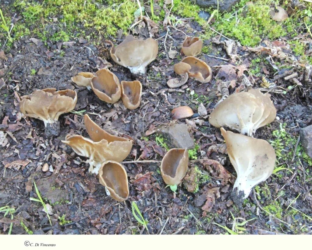 Helvella acetabulum