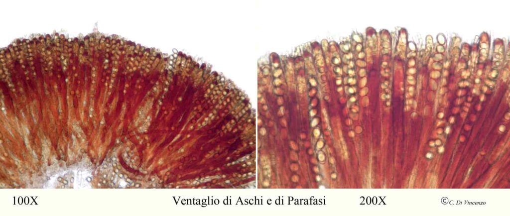 Helvella acetabulum ventaglio di aschi e di parafasi