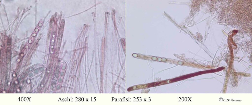 Helvella acetabulum aschi paradisi