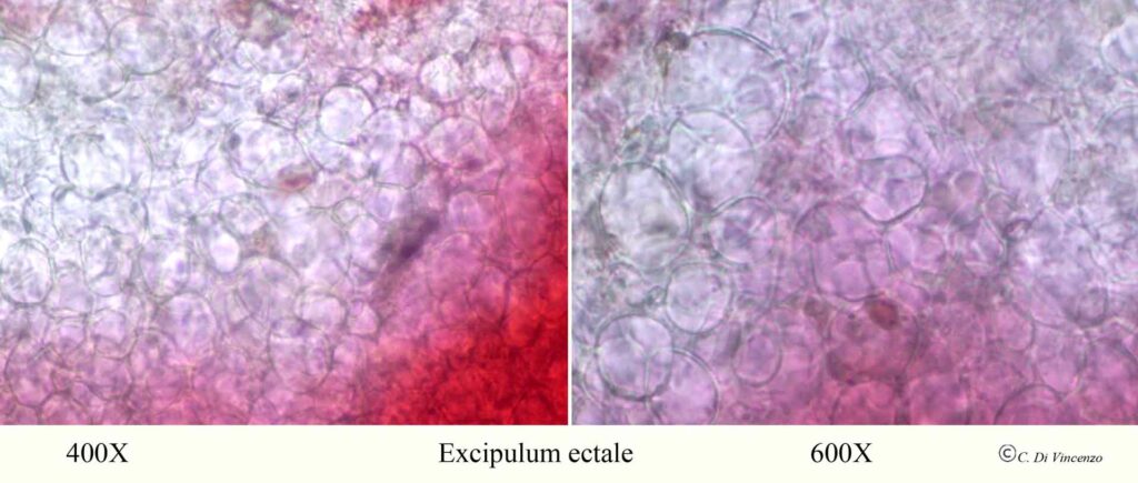 Helvella acetabulum excipulum exhale 