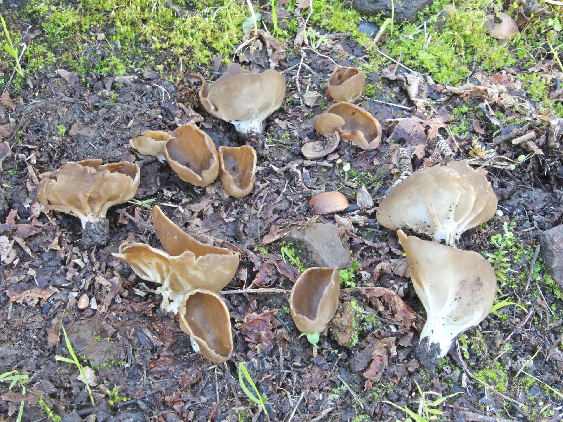 Helvella acetabulum