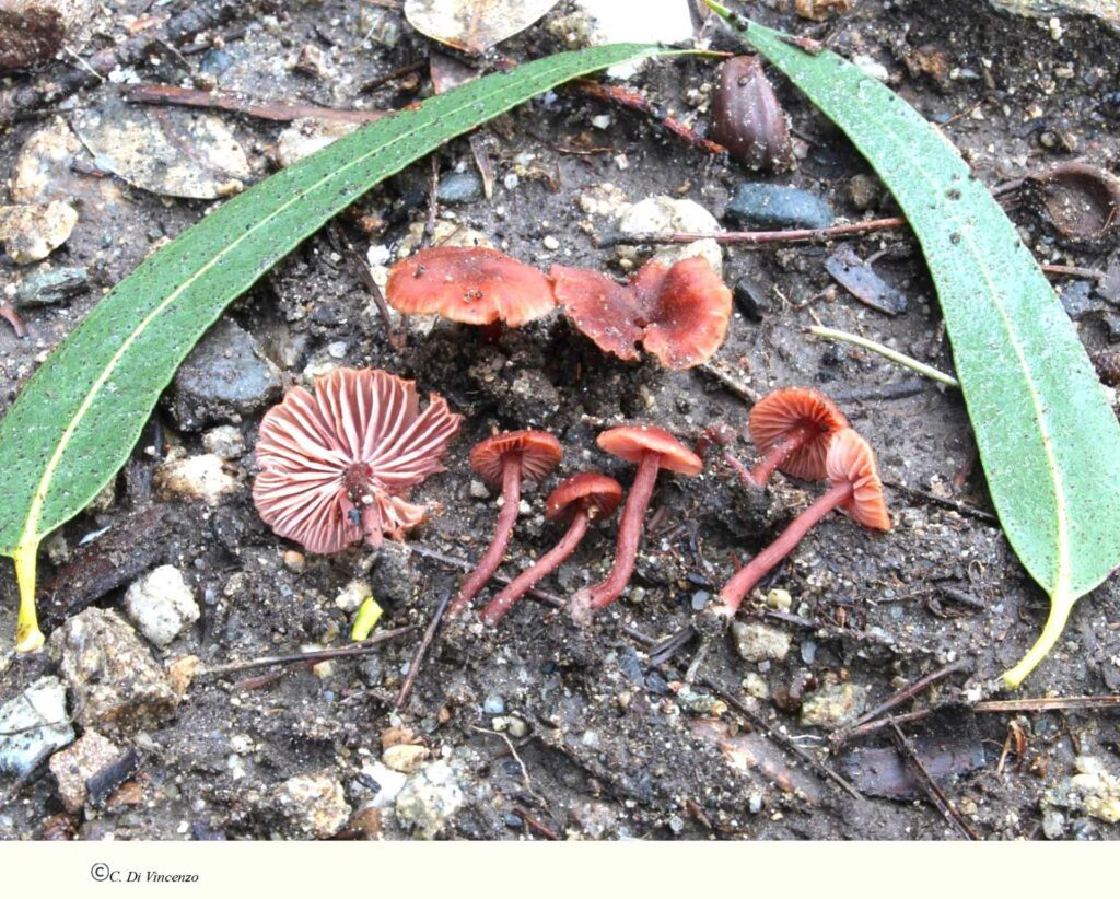 Laccaria bicolor