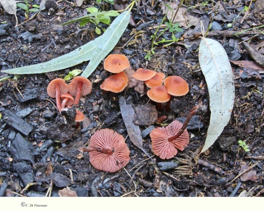 Laccaria bicolor