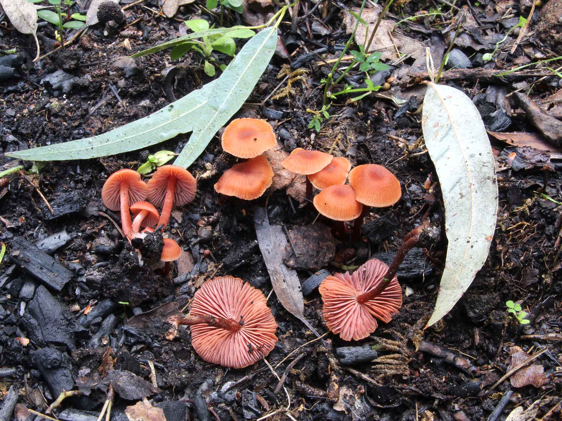 Laccaria bicolor - Sui funghi e sulle piante