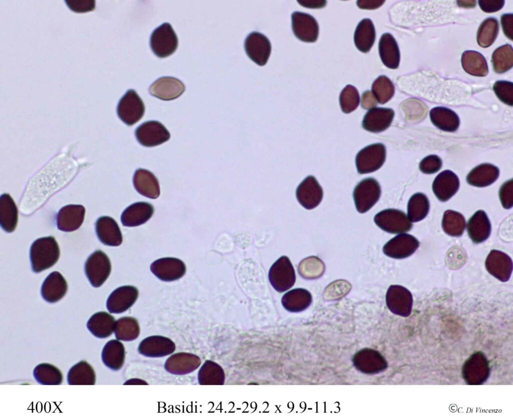 Panaeolus rickenii Hora 1960 basidi