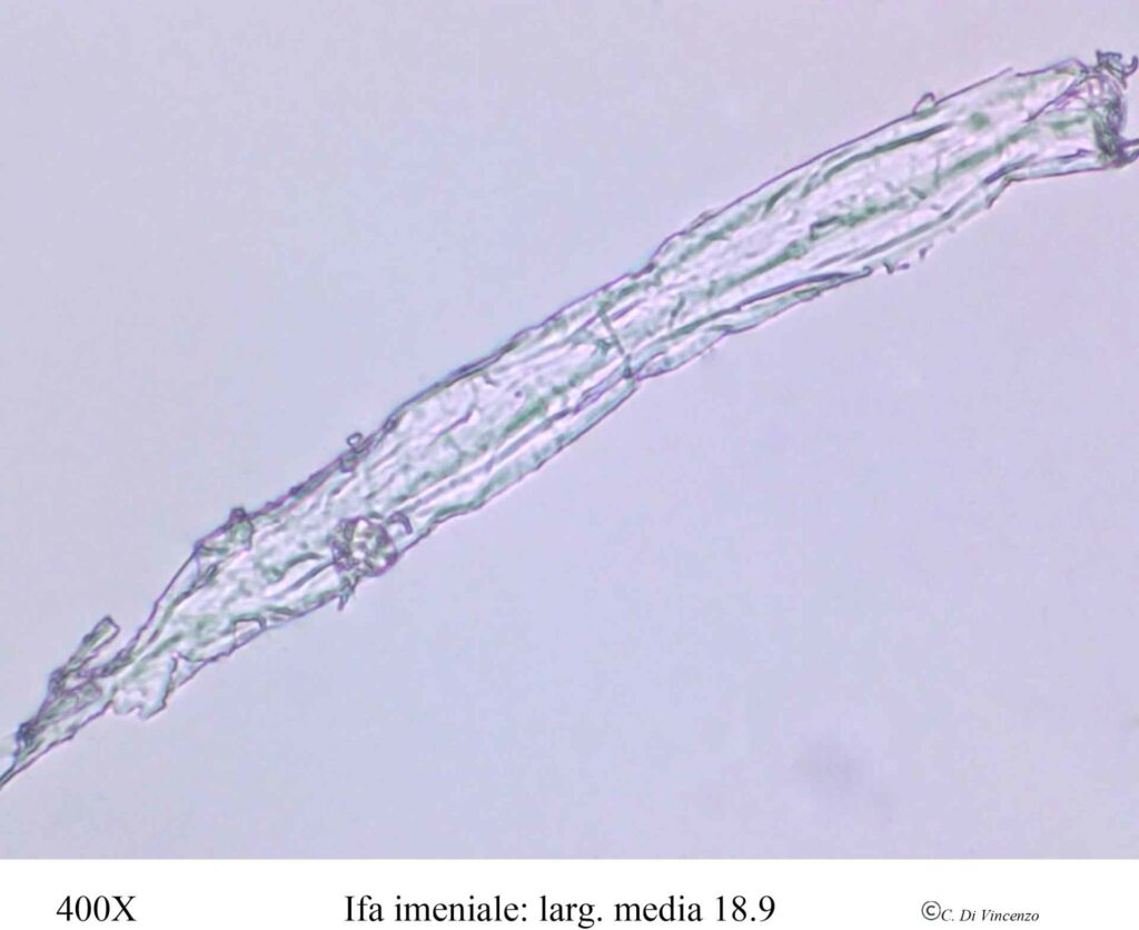 Panaeolus rickenii Hora 1960 Ifa imeniale