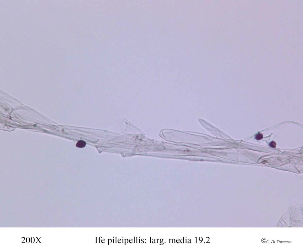 Panaeolus rickenii Hora 1960 ife pilleipellis 200x