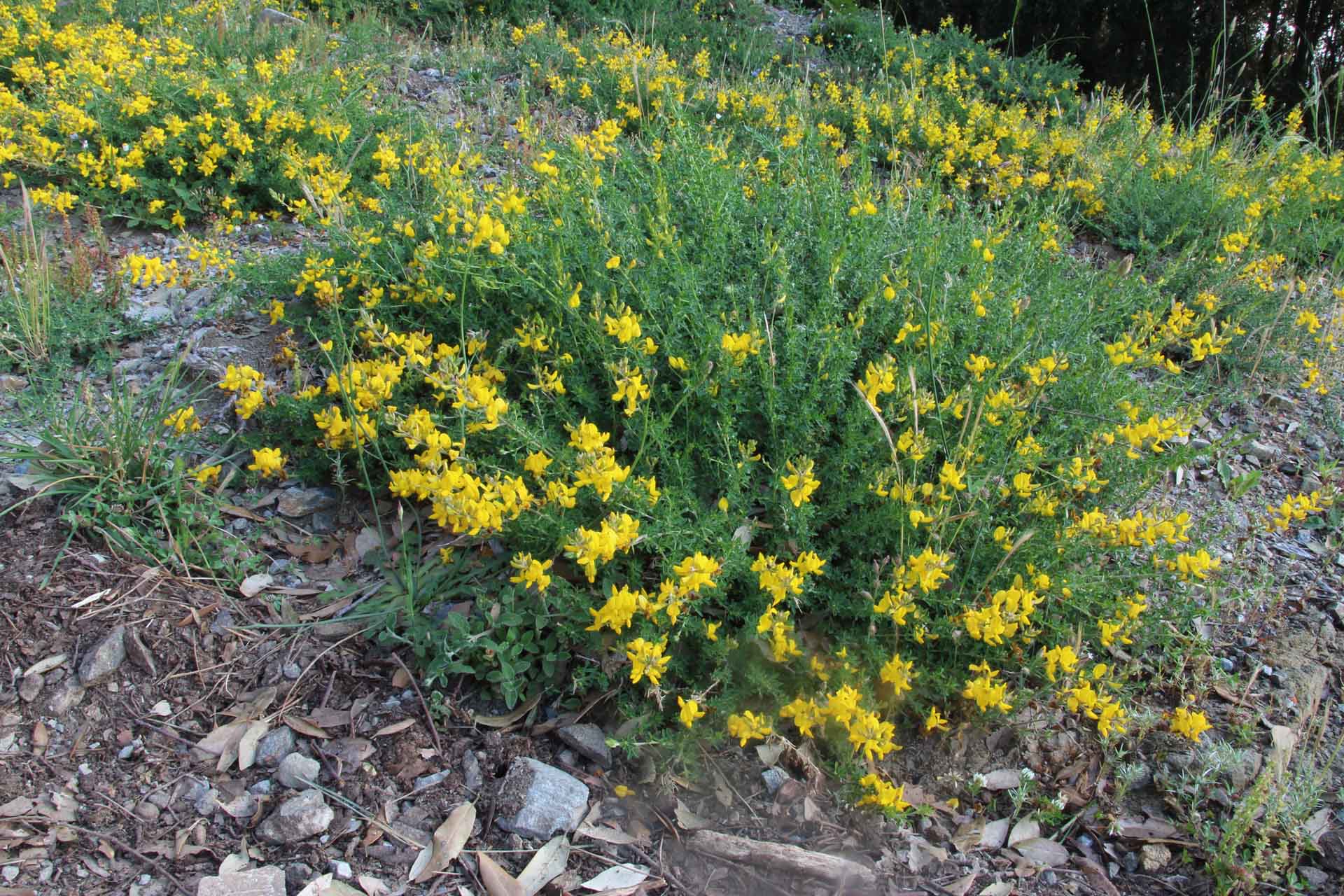 Adenocarpus complicatus (L.) J. Gay subsp. commutatus (Guss.) Cout. Sistematica: Dominio: Eukaryota; Regno: Plantae; Divisione: Magnoliophyta; Classe: Eudicotiledoni; Ordine: Fabales; Famiglia: Fabaceae; Genere: Adenocarpus. Nome comune: Ginestra modificata. Pianta arbustiva perenne con portamento prostrato diffusa sui monti Peloritani, comprensorio Orientale. La foto allegata è stata ritratta nella località Acqua Bordonaro del comune di Messina in sito con: esposizione ad Est, altitudine di 600 metri s.l.m., suolo arido di matrice calcarea ricco di scheletro. L’arbusto in esame si presenta con: rami striscianti che conferiscono un aspetto a cuscino; foglie peduncolati, tomentosi, fascicolati con 3 foglioline; infiorescenza a racemi apicali; fiori ermafroditi con calice tomentoso e corolla di colore giallo; fioritura marzo/luglio; frutto a baccello bivalvo, lineare, compresso; semi piccoli, ovoidali, colore brunastro; disseminazione a mezzo delle formiche (mirmecocoria). Osservazioni: subsp. esclusiva della flora sicula. Bibliografia: Foto di Carmelo Di Vincenzo; Acta Plantarum; Adriano Fiore (Nuova Flora Analitica d’Italia); Sandro Pignatti (Flora d’Italia). C. Di Vincenzo