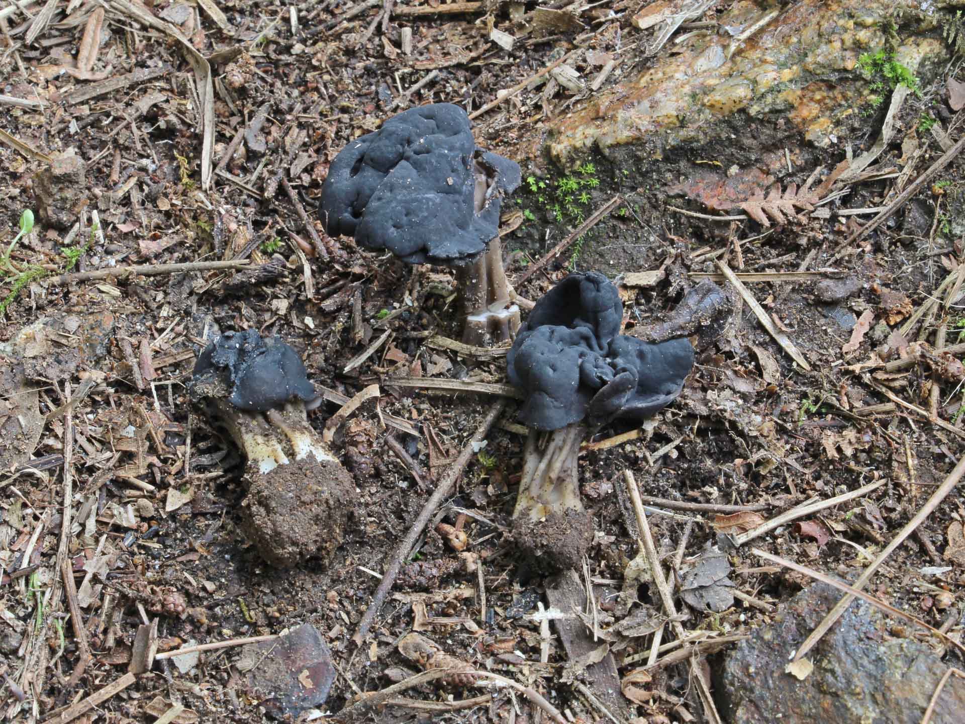 Helvella lacunosa cover