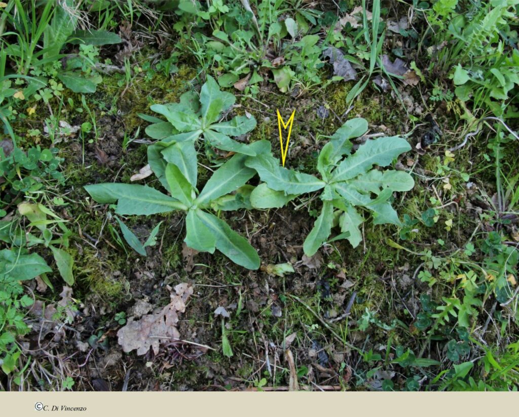 Hypochaeris glabra L.