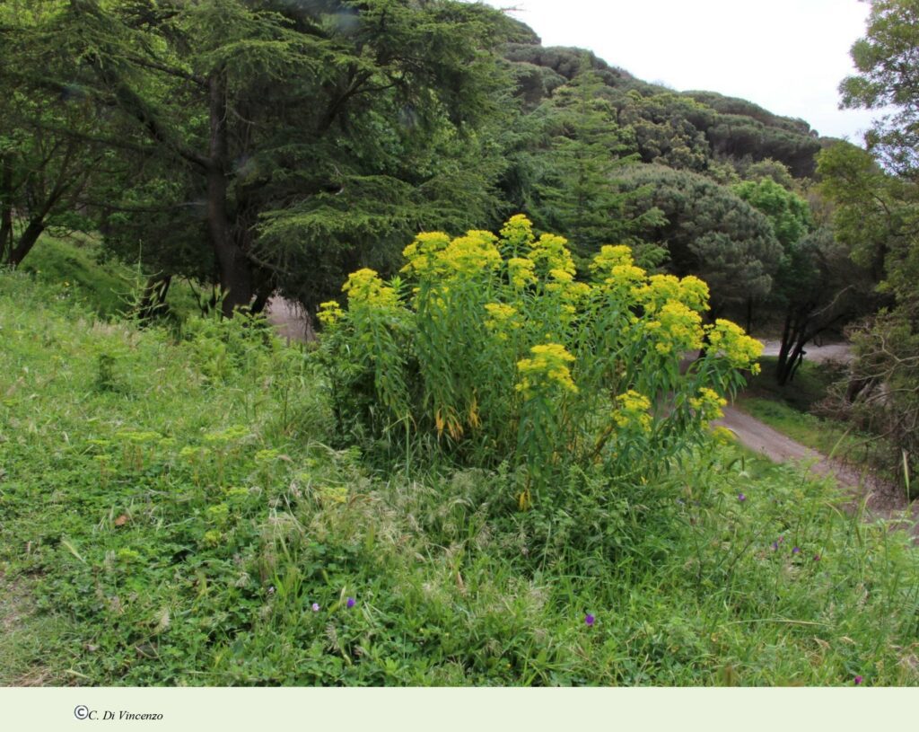 Euphorbia ceratocarpa Ten.