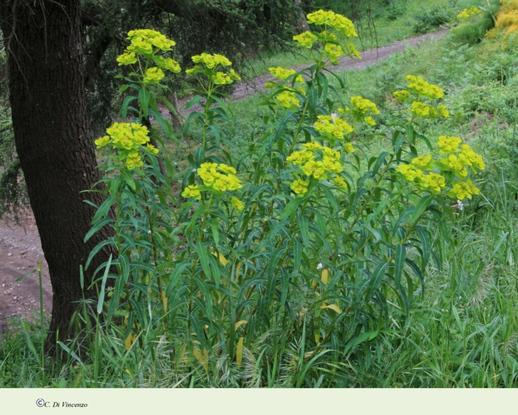 Euphorbia ceratocarpa Ten.