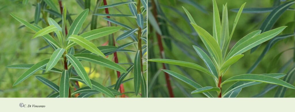 Euphorbia ceratocarpa Ten.