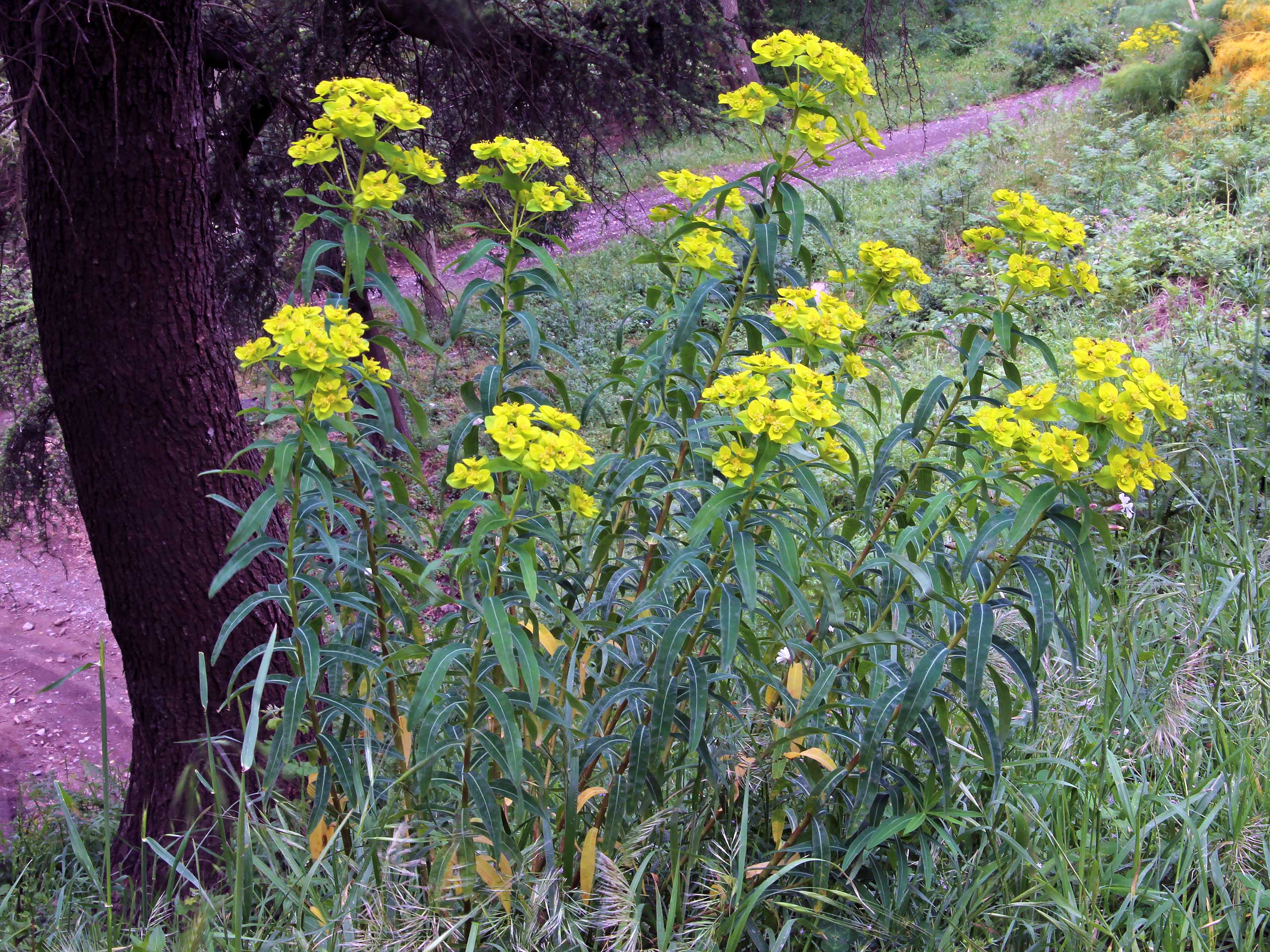 Euphorbia ceratocarpa Ten.