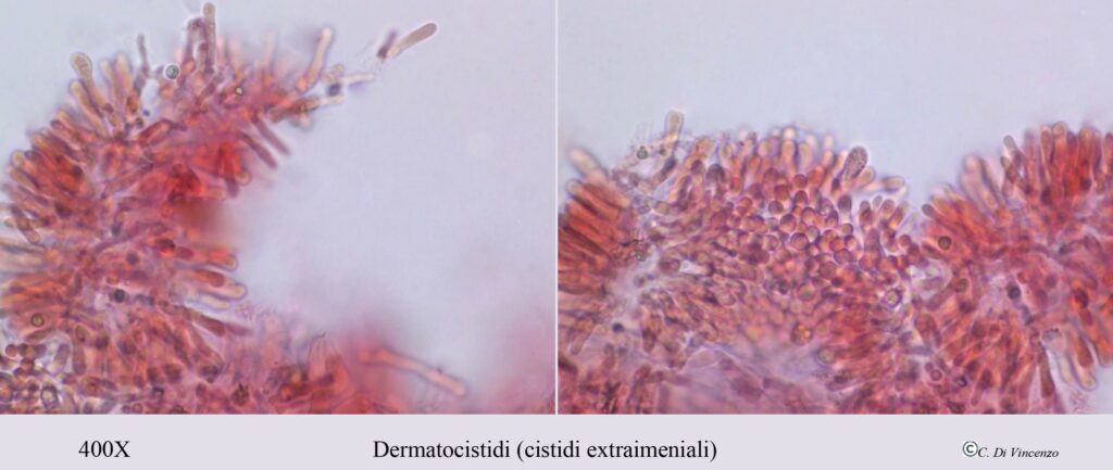 Lepista sordida (Schumach.) Singer 1951 dermatocistidi