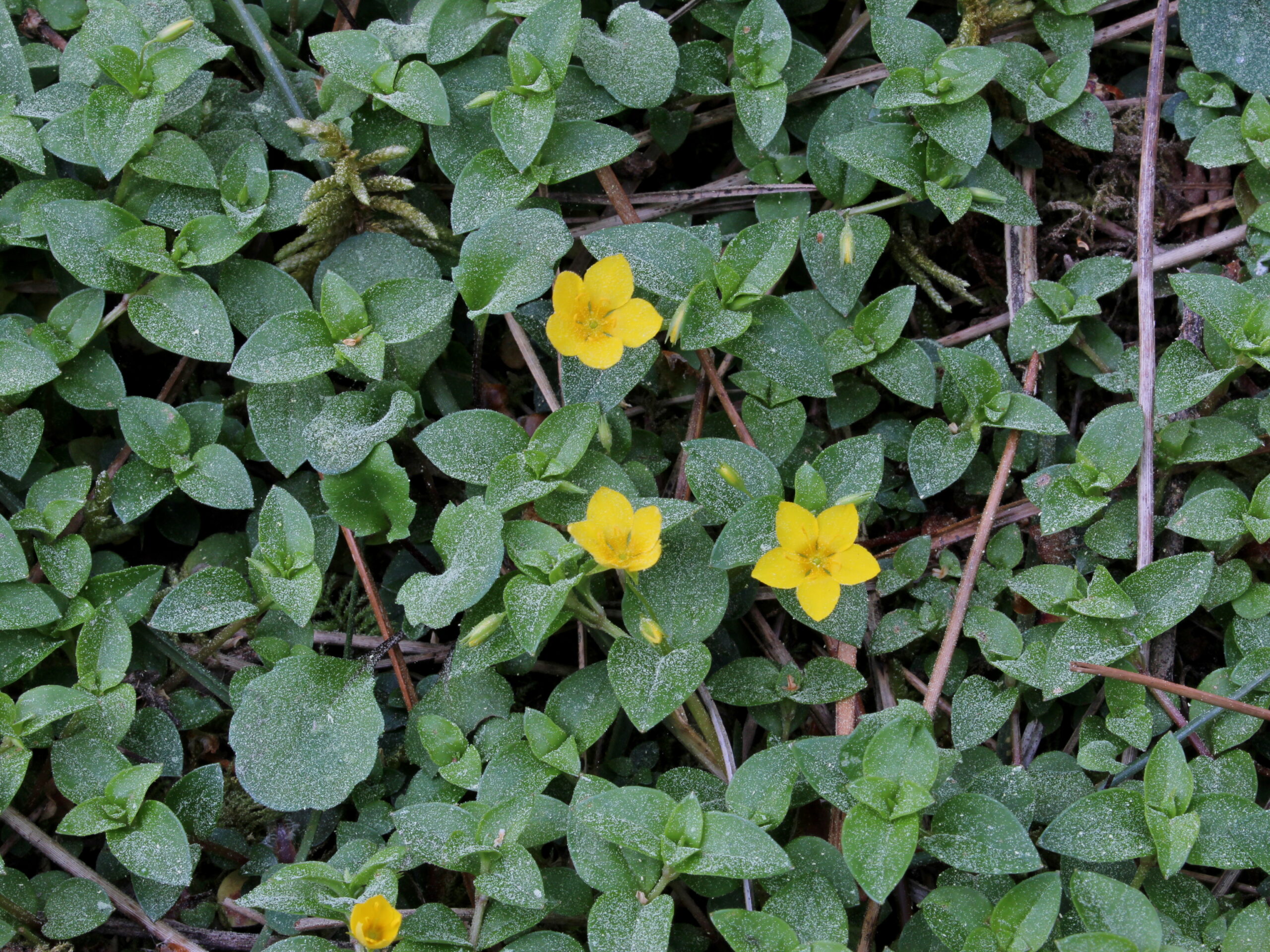 Lysimachia memorum L.