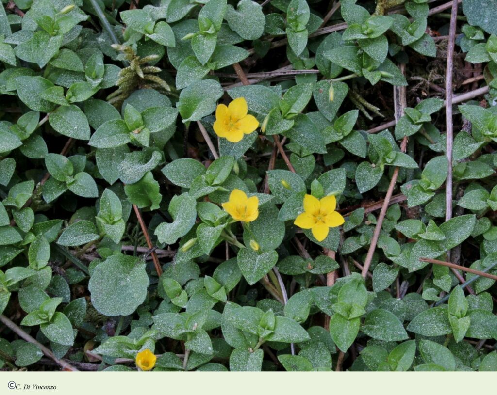 Lysimachia memorum L.