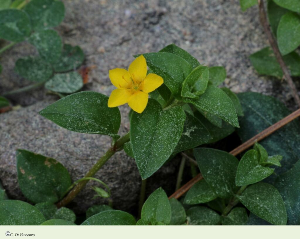 Lysimachia memorum L.