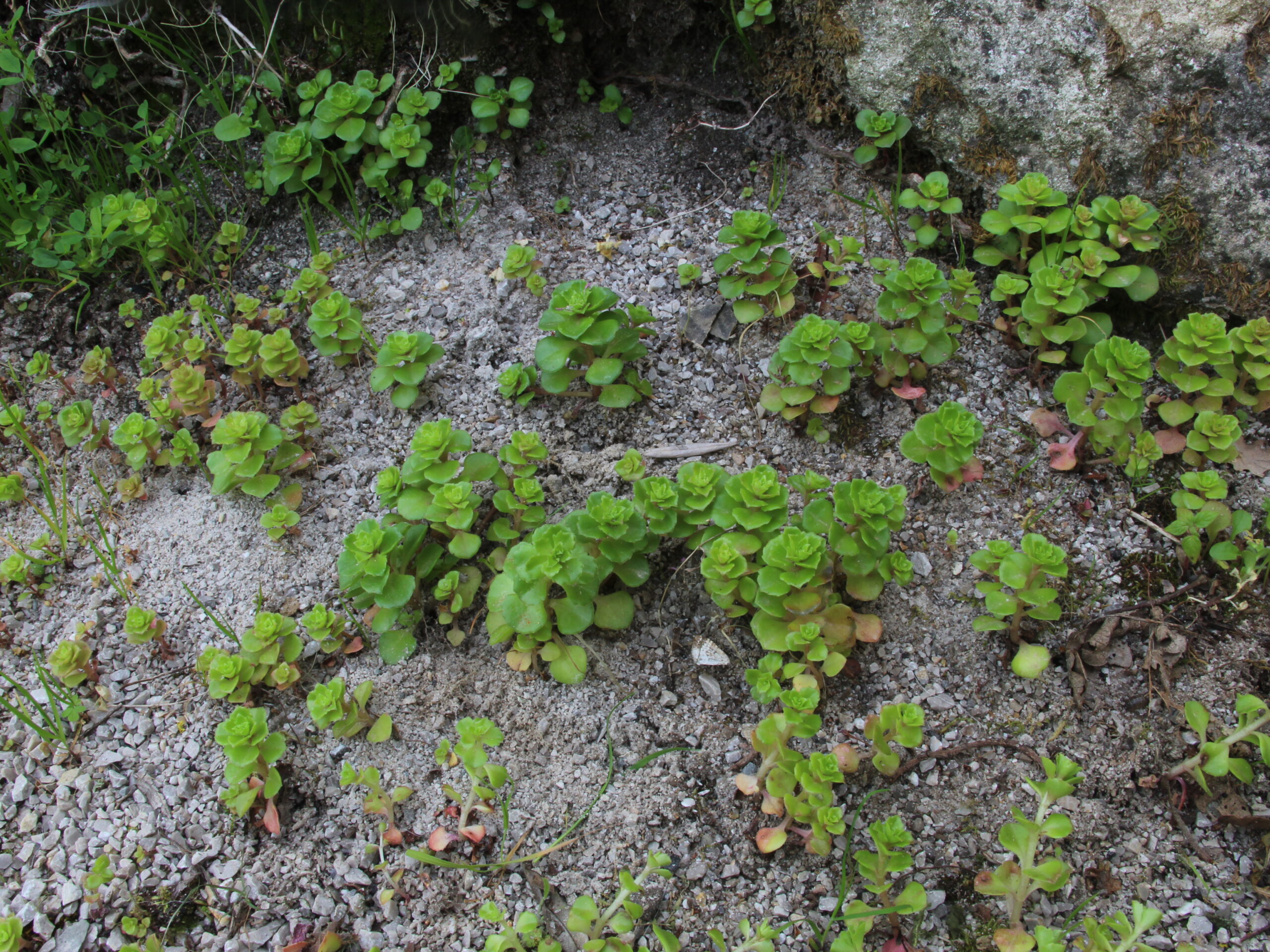 Phelimus (ex Sedum) stellatus (L.) Raf.