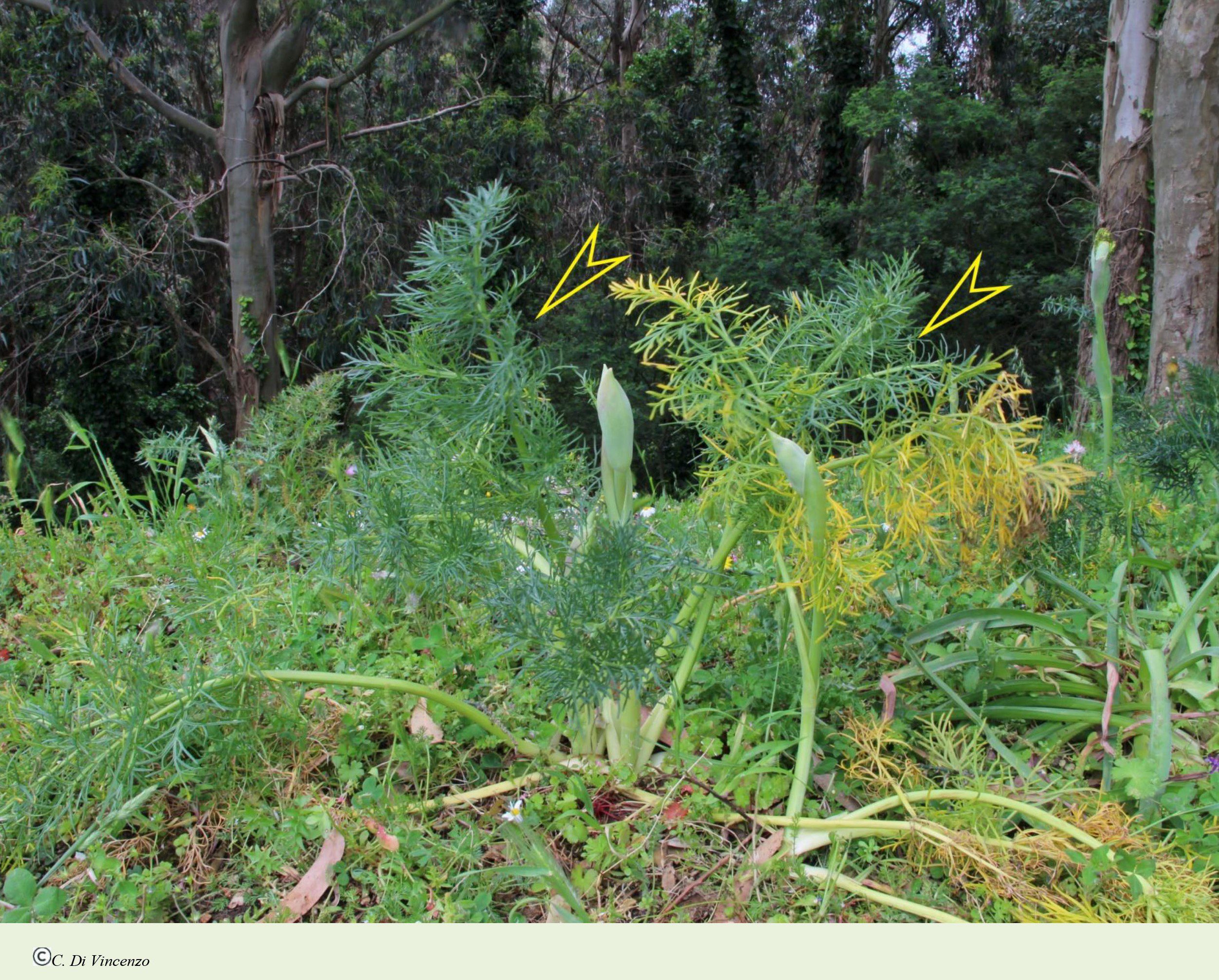 Thapsia garganica subsp. garganica L.