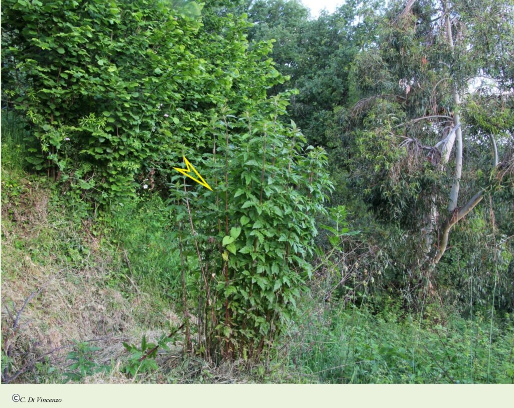 Eupatorium cannabinum subsp. cannabinum L.