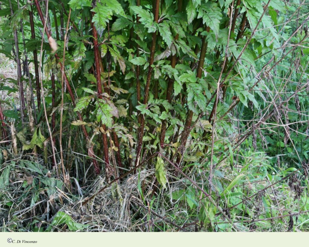 Eupatorium cannabinum subsp. cannabinum L.