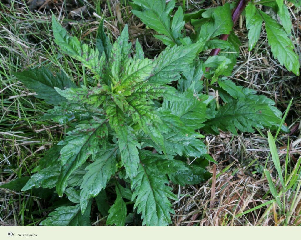 Eupatorium cannabinum subsp. cannabinum L.