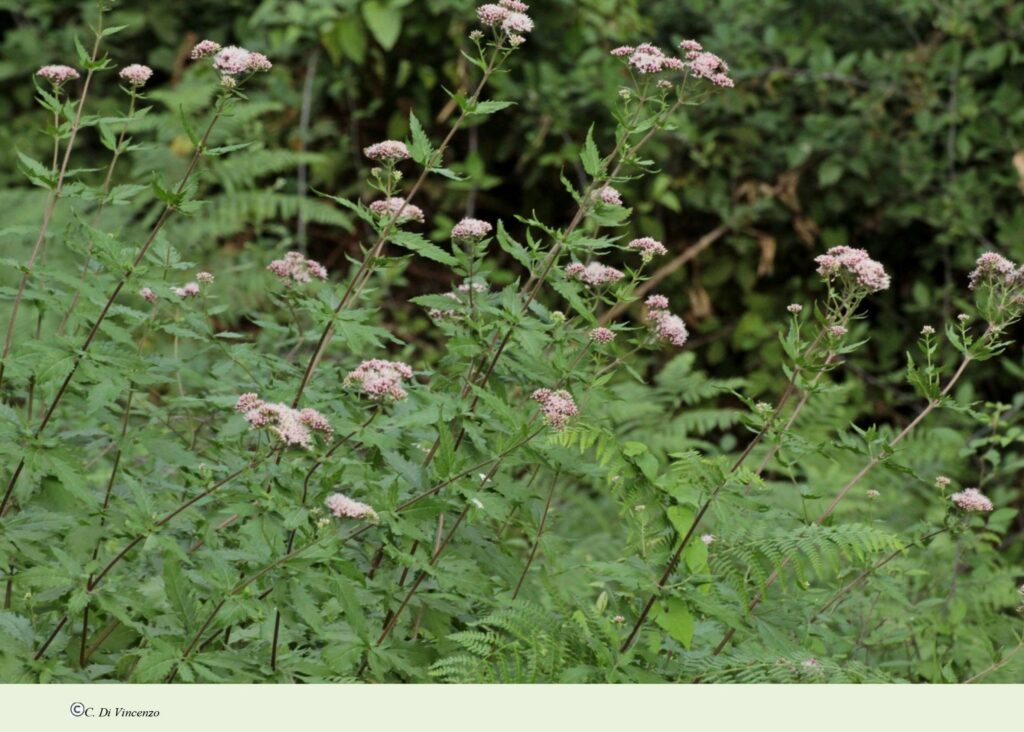 Eupatorium cannabinum subsp. cannabinum L.