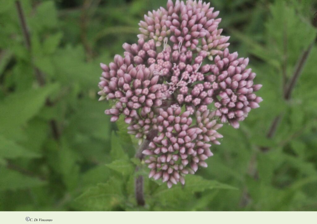 Eupatorium cannabinum subsp. cannabinum L.