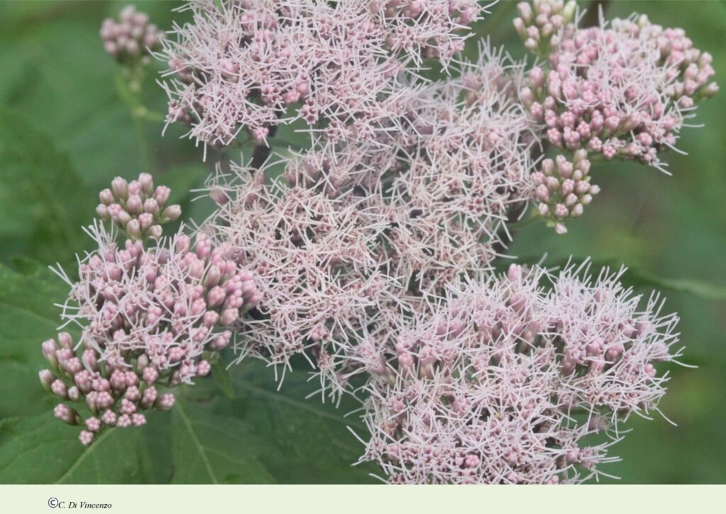 Eupatorium cannabinum subsp. cannabinum L.