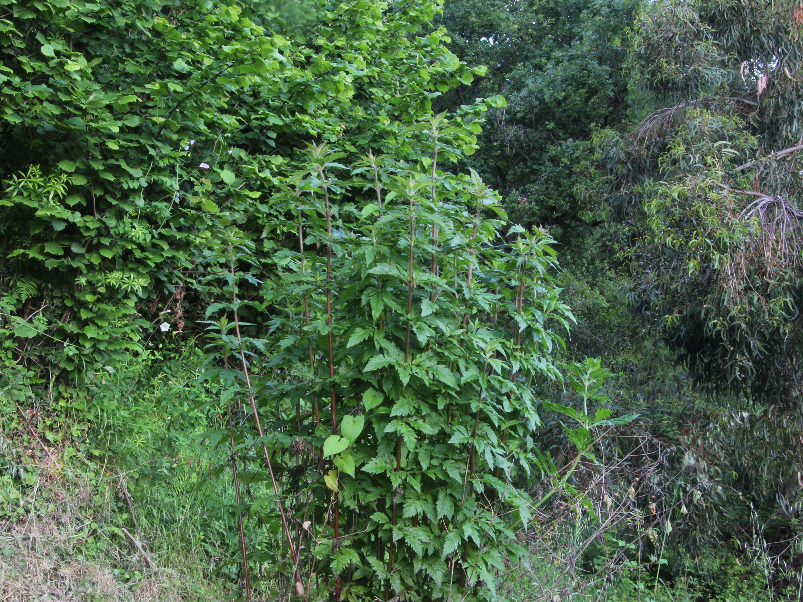 Eupatorium cannabinum subsp. cannabinum L.