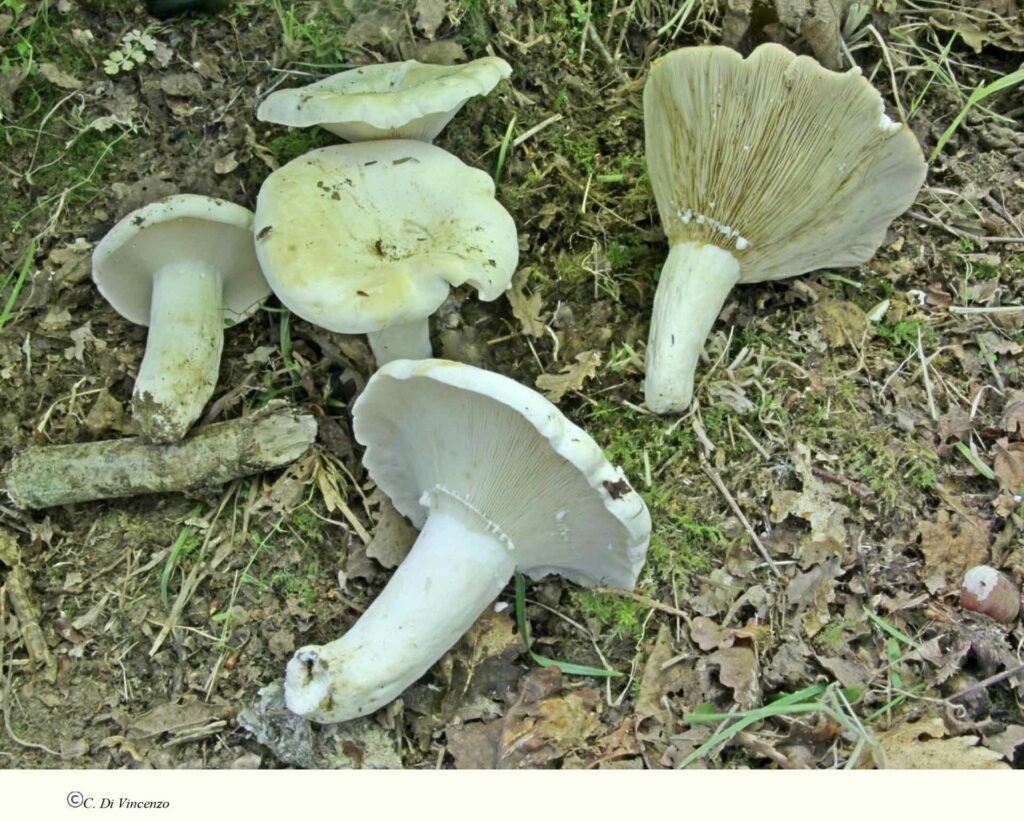 Lactarius glaucescens