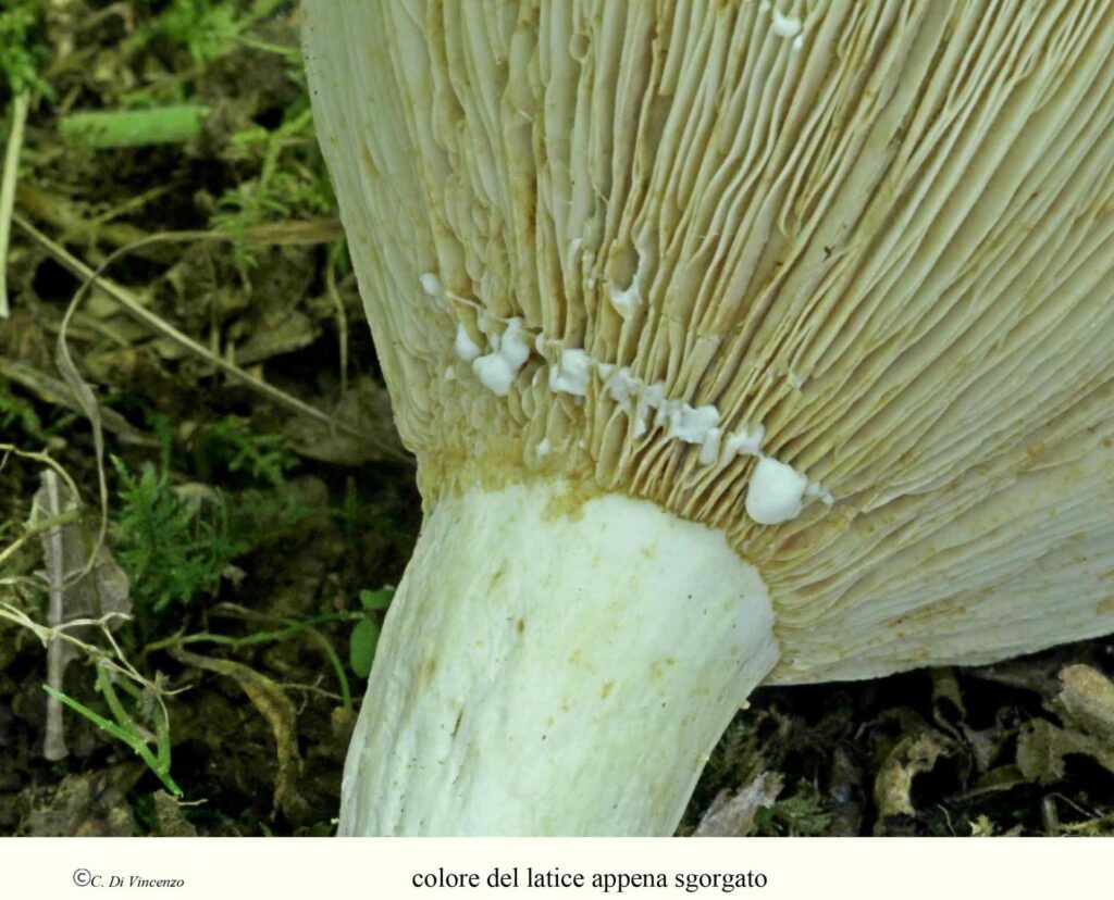 Lactarius glaucescens lattice
