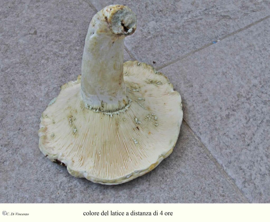 Lactarius glaucescens