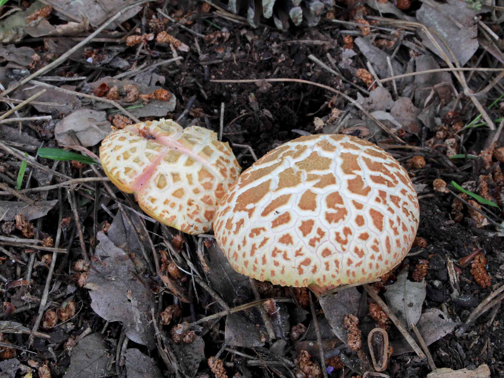 Rheubarbariboletus armeniacus