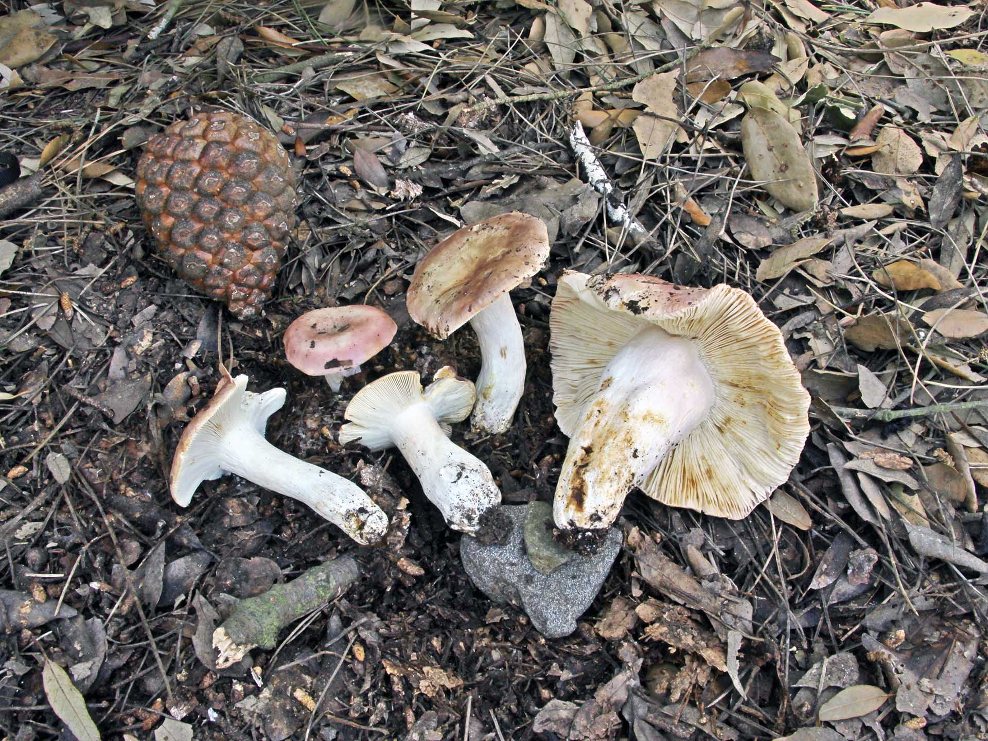 Russula vesca Fries 1836