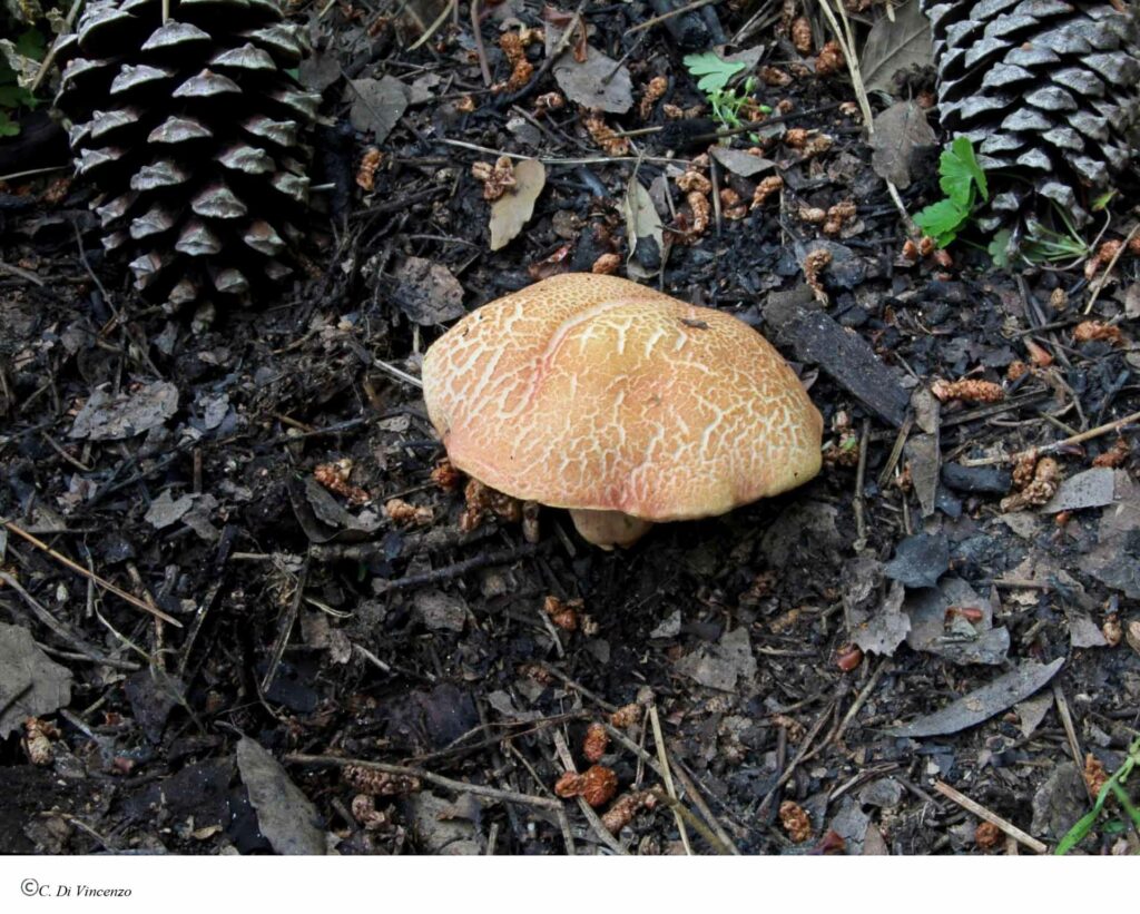 Rheubarbariboletus armeniacus
