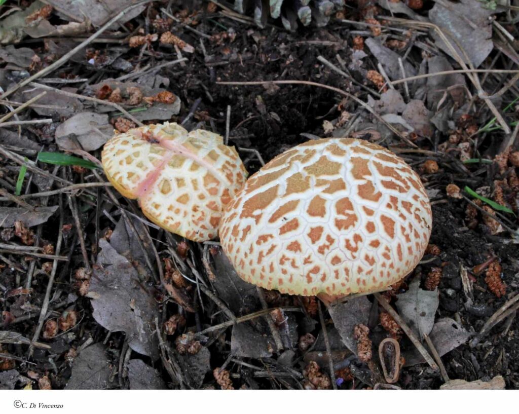 Rheubarbariboletus armeniacus
