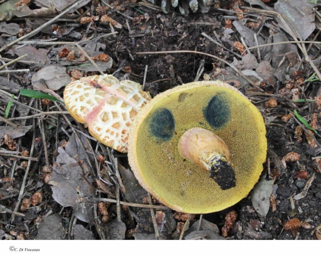 Rheubarbariboletus armeniacus
