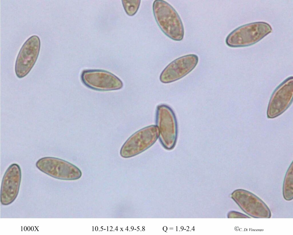 Rheubarbariboletus armeniacus spore