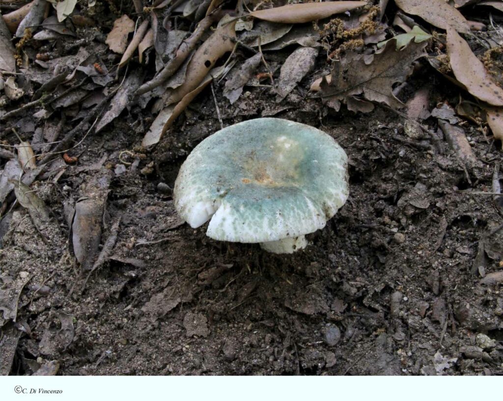 Russula heterophylla (Fr.) Fr. 1838