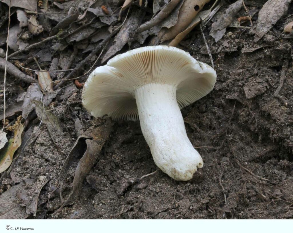 Russula heterophylla (Fr.) Fr. 1838