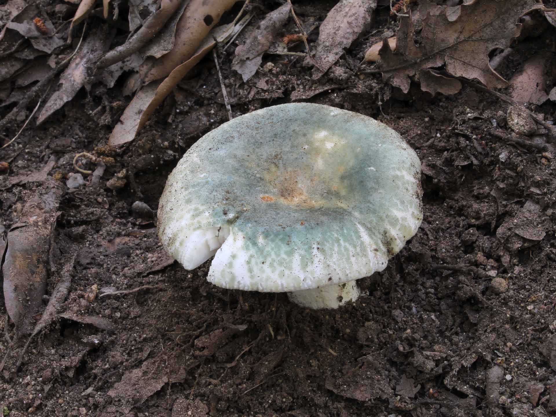 Russula heterophylla (Fr.) Fr. 1838