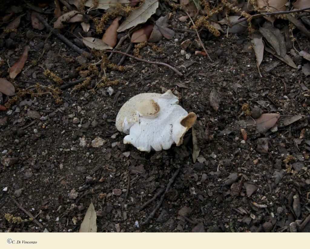 Russula pseudoaeruginea (Romagn.) Kuyper &Vuure 1985