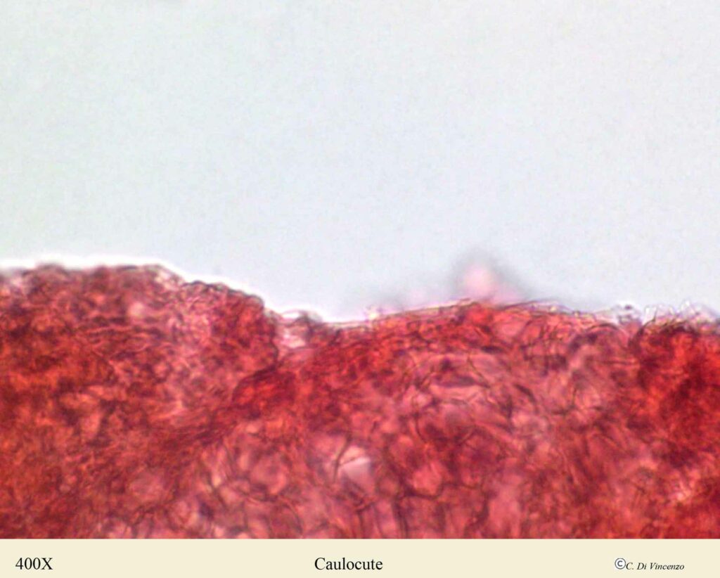 Russula pseudoaeruginea (Romagn.) Kuyper &Vuure 1985 caulocute