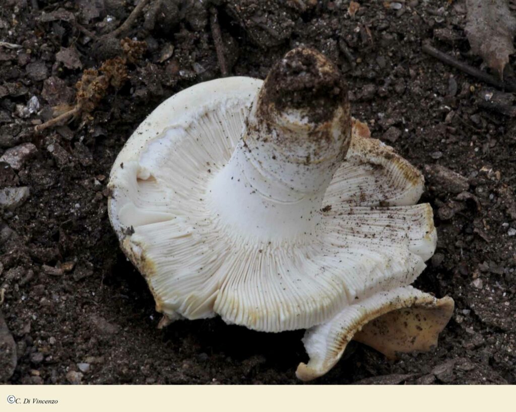 Russula pseudoaeruginea (Romagn.) Kuyper &Vuure 1985