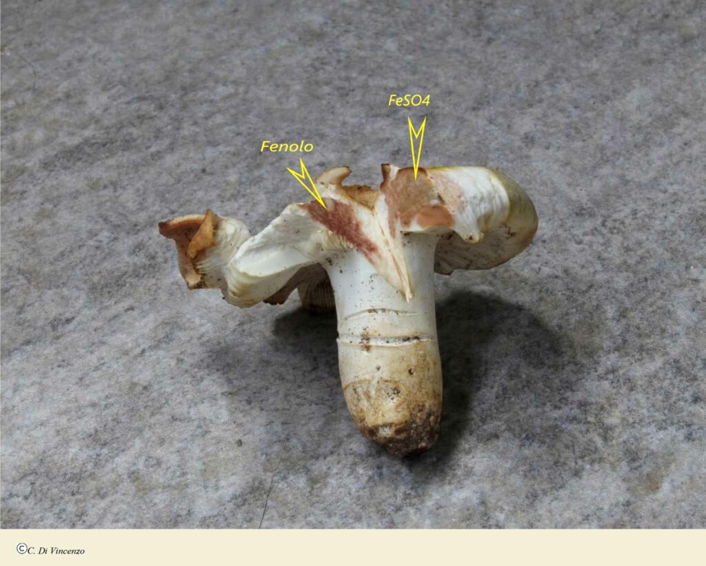 Russula pseudoaeruginea (Romagn.) Kuyper &Vuure 1985